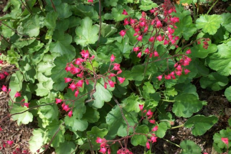 Purpurglöckchen Leuchtkäfer - leuchtend rot -  TB 11