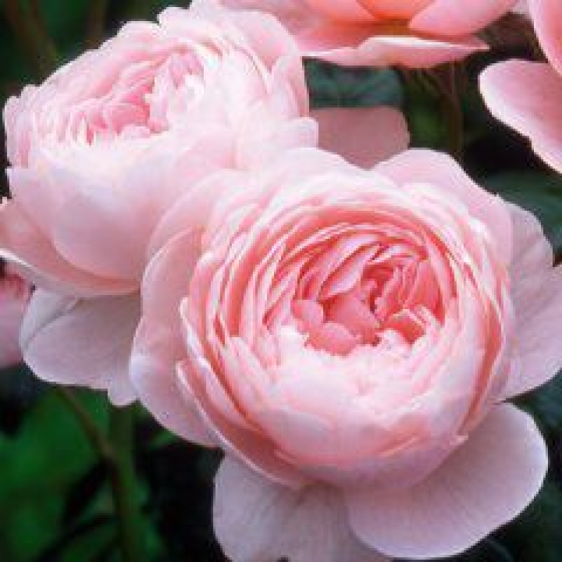 Englische Rose Queen of Sweden