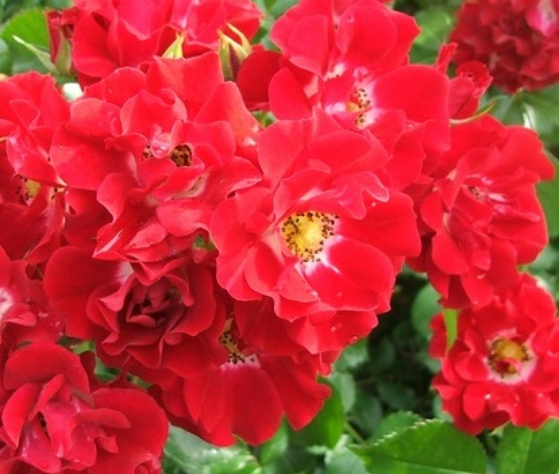 Kletterrose Rambling Rosie ® , Horjasper ® Horner, 2001 - Co. 7,5 L