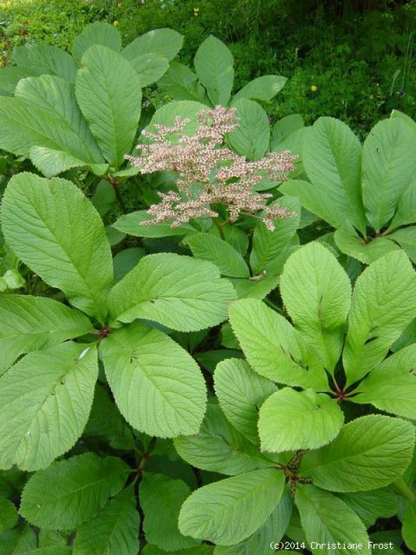 3 x Kastanienblättriges Schaublatt - Blattschmuckstaude - Tb 11