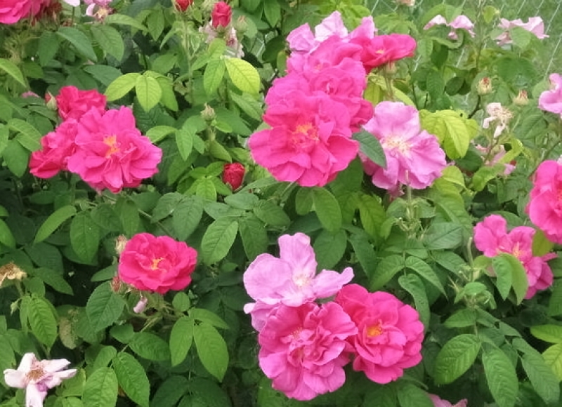 Historische Rose Officinalis ,  Apotheker-Rose, vor 1240