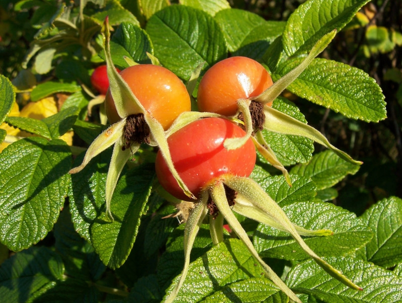 10 Stück - Rosa rugosa - Apfel-Rose - Kartoffel-Rose - 40-60 - Wurzelware