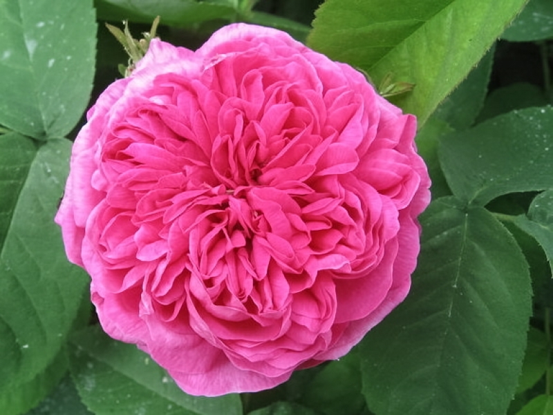 Historische Rose  Rose de Resht  ,  vor 1900
