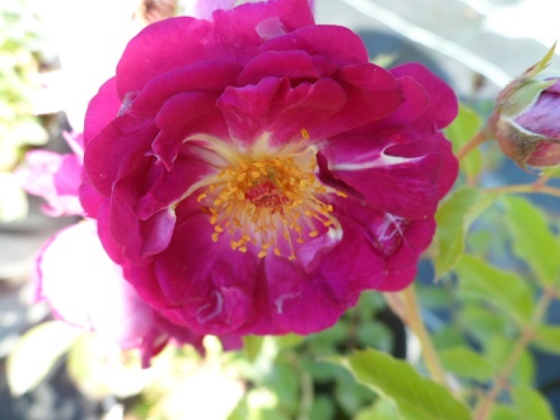 Kletterrose Rosengarten Zweibrücken ® Chewpurplex ®, Warner, vor 2009, Co. 5 L