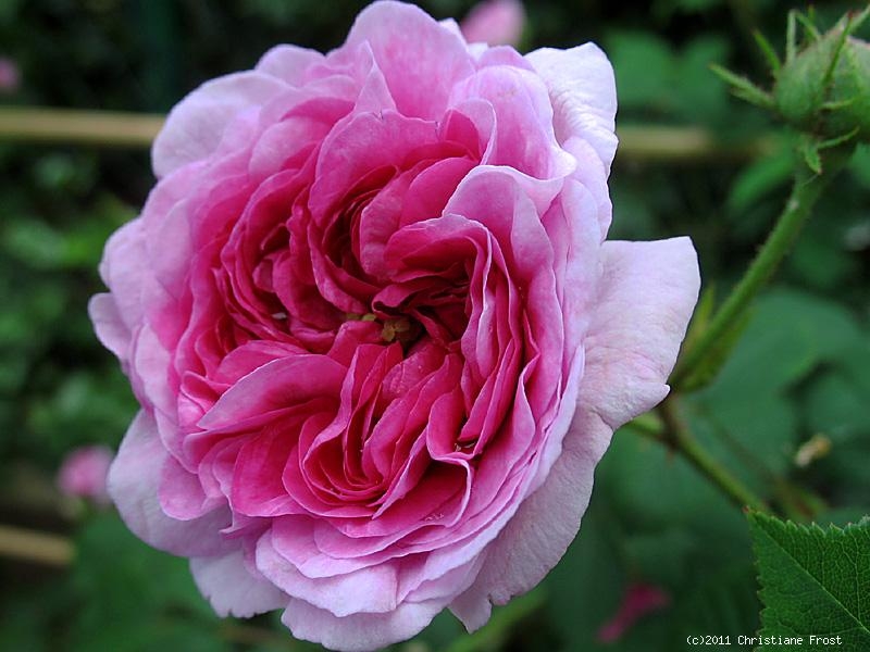 Historische Ramblerrose Russelliana , vor 1826 - Wurzelware