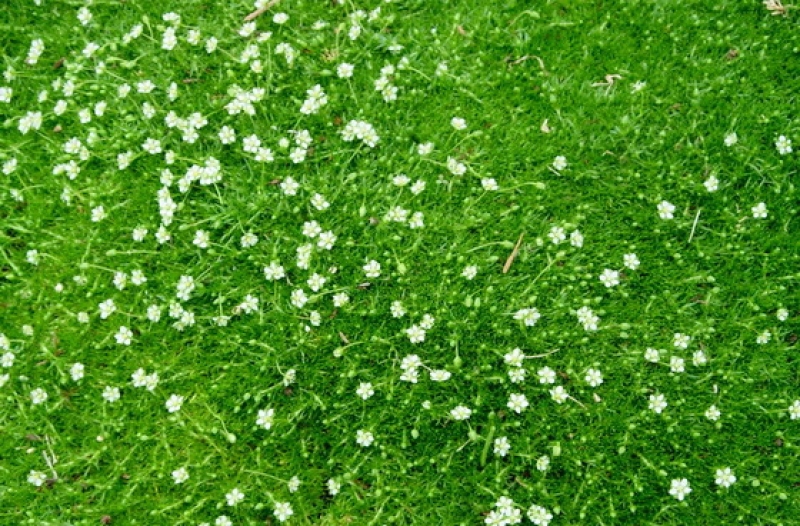 6 x Sternmoos, immergrün, Bodendecker, Tb 9