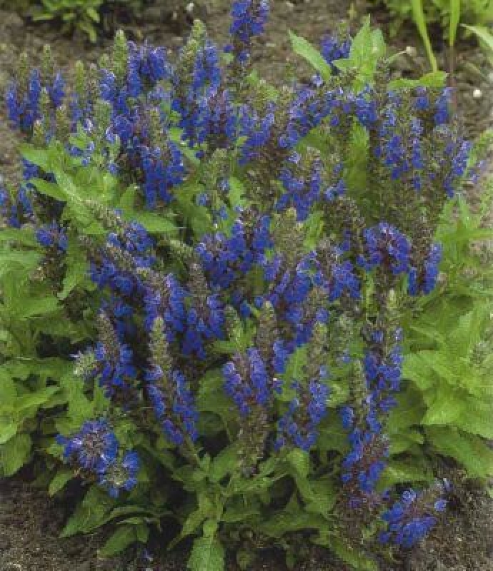 3 x Zier-Salbei Marcus ® , blau, kleinbleibend, kompakt, Tb 9