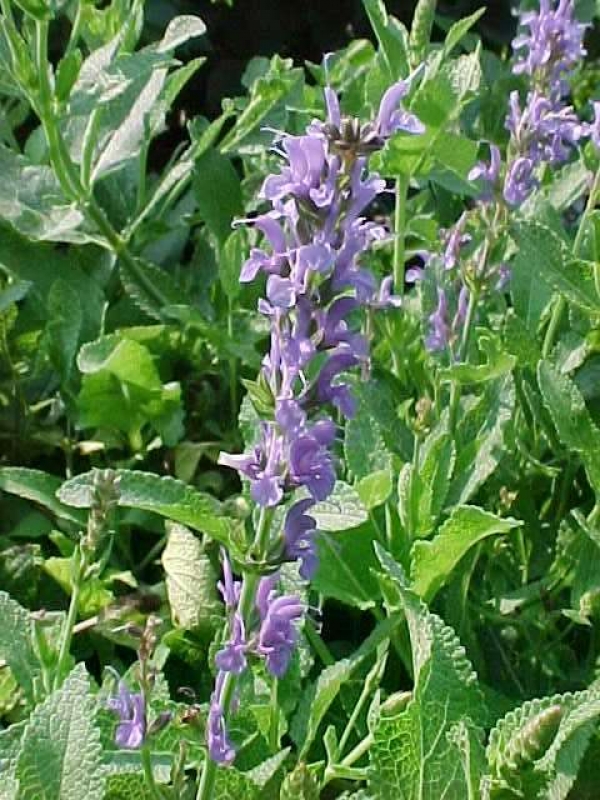 Zier-Salbei Blauhügel - hellblau - Tb 9