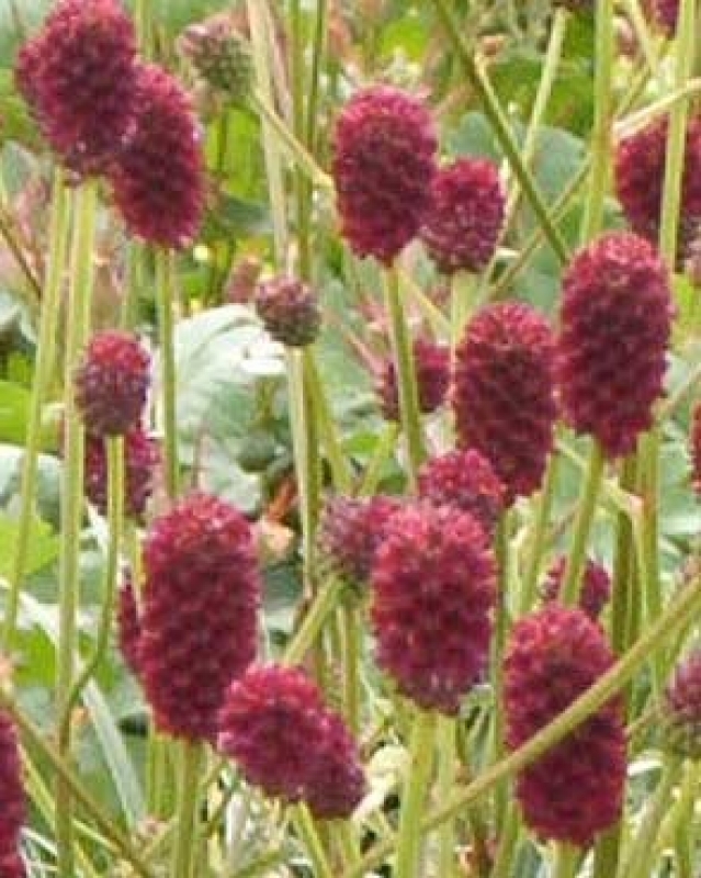 3 x Wiesenknopf Tanna, dekorativer Sommerblüher , Tb 9