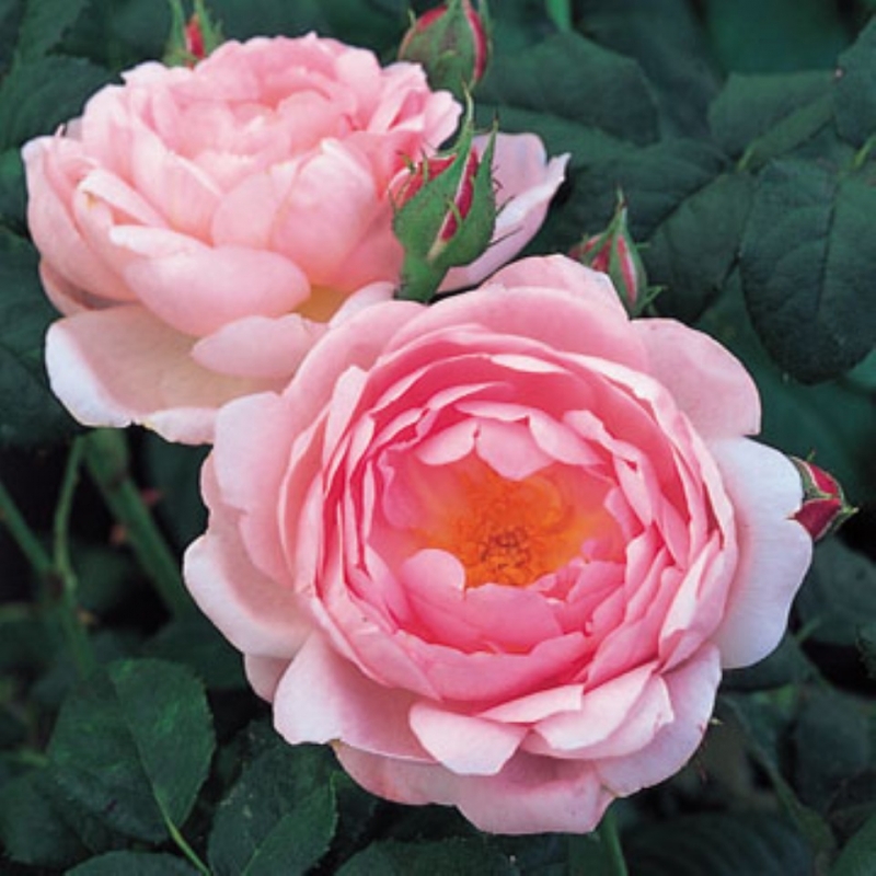 Englische Rose  Scepter d`Isle ®   Ausland ®  Austin, 1997 - Co. 5 L