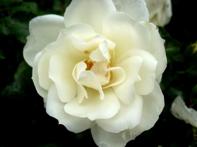 Bodendeckerrose Schneeflocke ®  Noaschnee ® , Noack, 1991, Co. 5 L