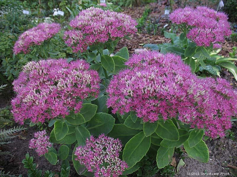 Großes Garten-Fettblatt Herbstfreude - Co. 2,7 L