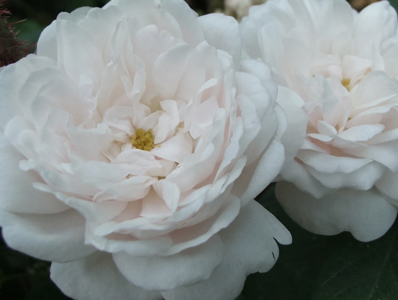 Historische Rose Shailer's White Moss , Shailer , 1788 - Co. 5 L