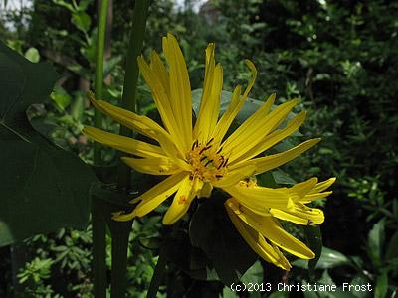 3 x Becherpflanze / Silphie, Solitärstaude - Tb 11
