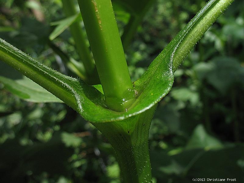 3 x Becherpflanze / Silphie, Solitärstaude - Tb 11