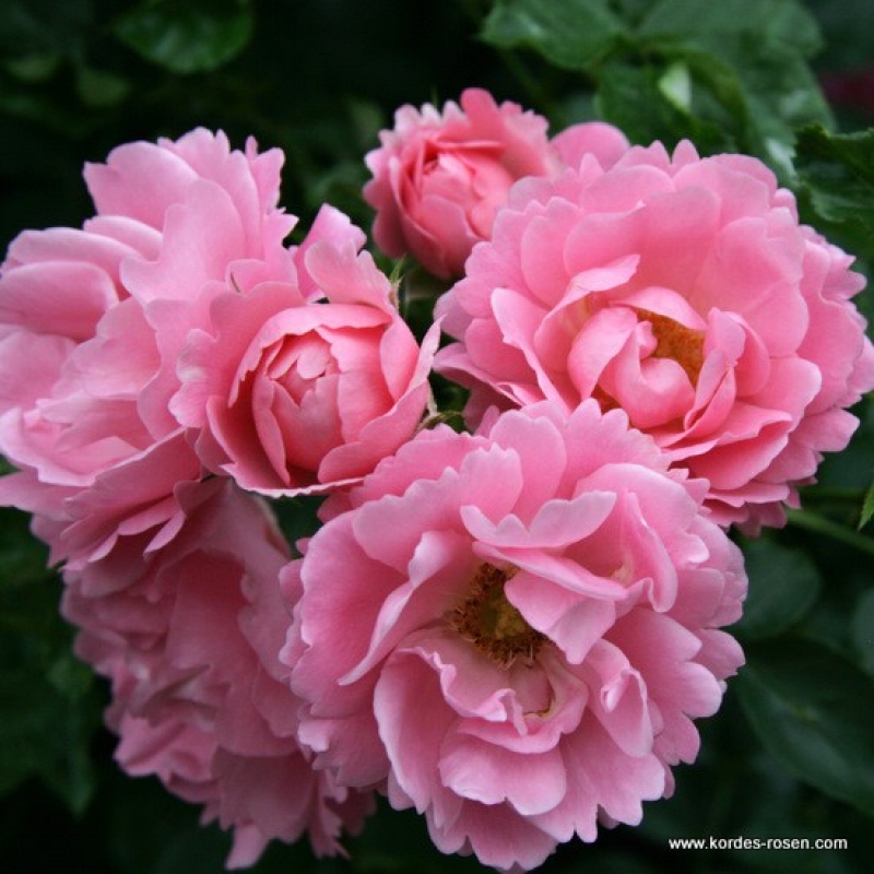Bodendeckerrose  Sommerwind ® ,  Kordes 1985 - Co. 5 L