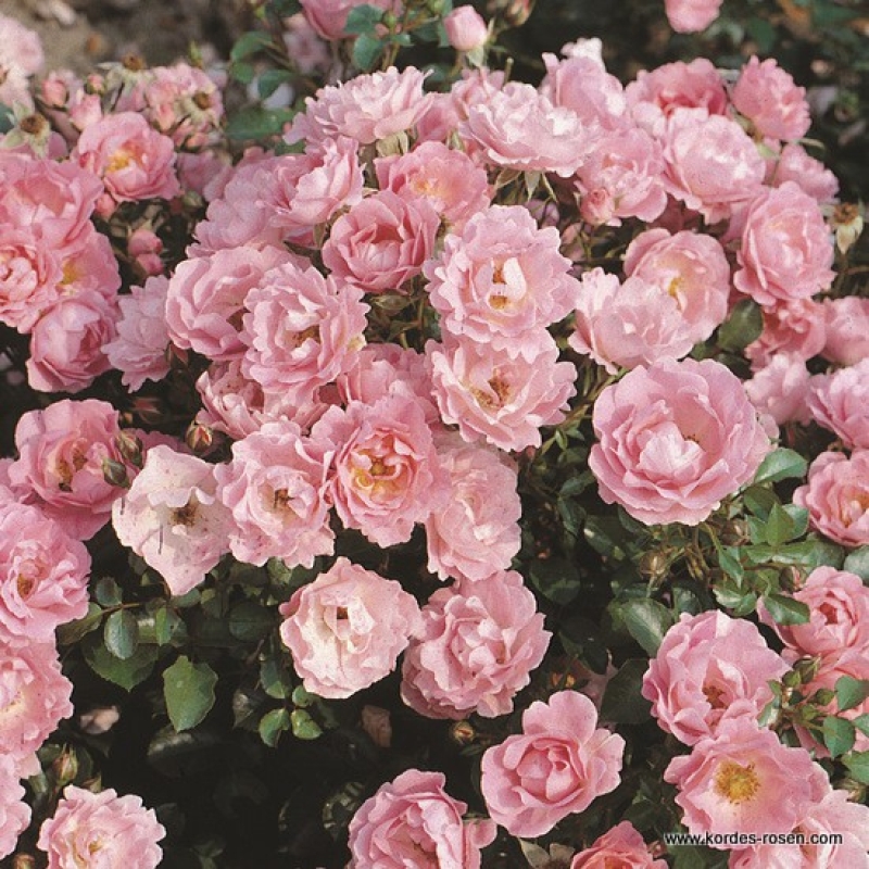 Bodendeckerrose  Sommerwind ® ,  Kordes 1985 - Co. 5 L