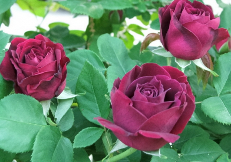 Historische Kletterrose Souvenir du Docteur Jamain, Lacharme, 1865 - für den Schatten