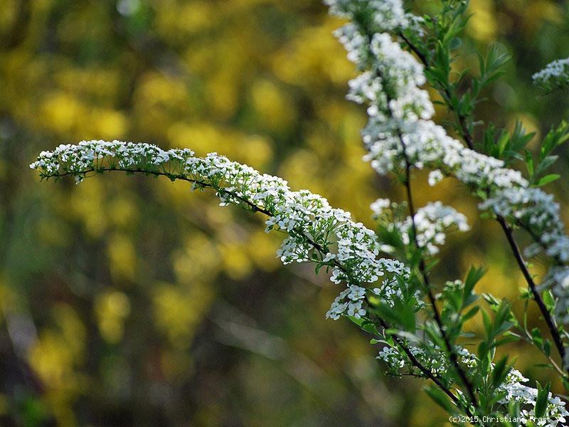 Brautspiere - überreich blühend im Frühjahr, 60-80 cm hoch, Co. 7,5 L