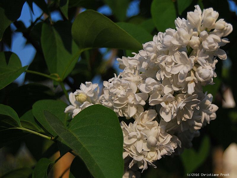Flieder Mme. Lemoine - weiß, gefüllt, 25-30 cm , Co. 4 L