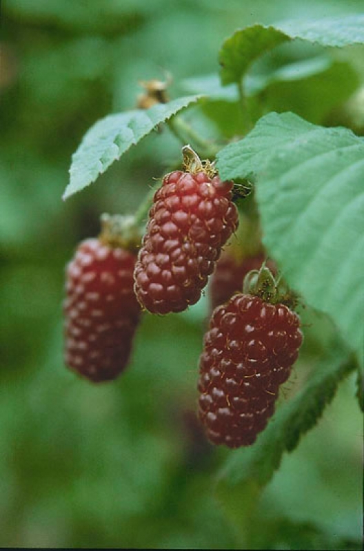 Tayberry - Kreuzung aus Brombeere + Himbeere - 40-60 cm, Co. 3 L