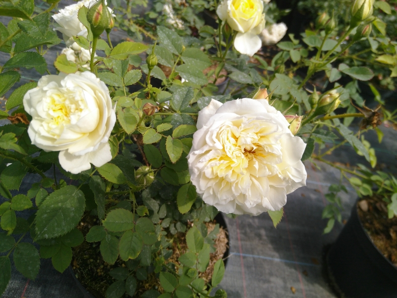 Englische Rose The Country Parson ® Ausclergy ® Austin, 2020 - Co. 7,5