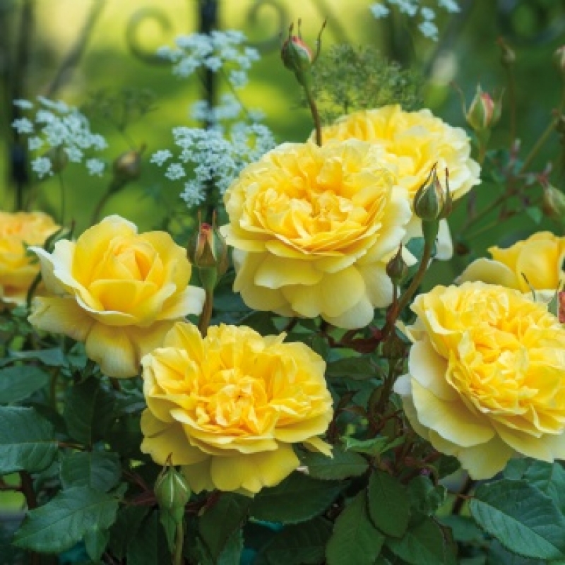 Englische Rose The Poet's Wife ® , Auswhisper ® David Austin , 2014 - Co. 7,5 L