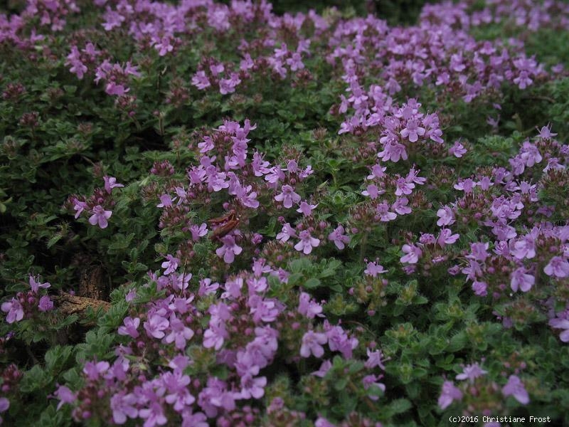 Roter Sand-Thymian Magic Carpet / Feldthymian - TB 9
