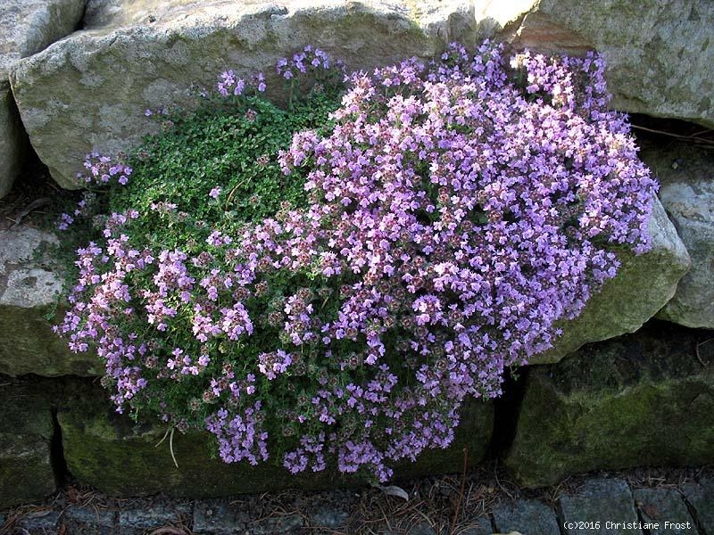 Roter Sand-Thymian Magic Carpet / Feldthymian - TB 9