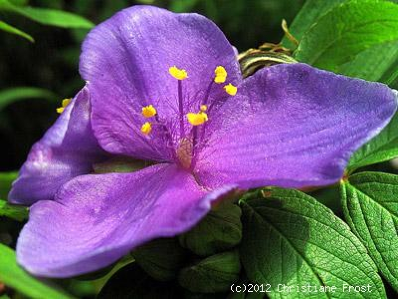 Dreimasterblume Concorde Grape, violett, Co. 2,7 L