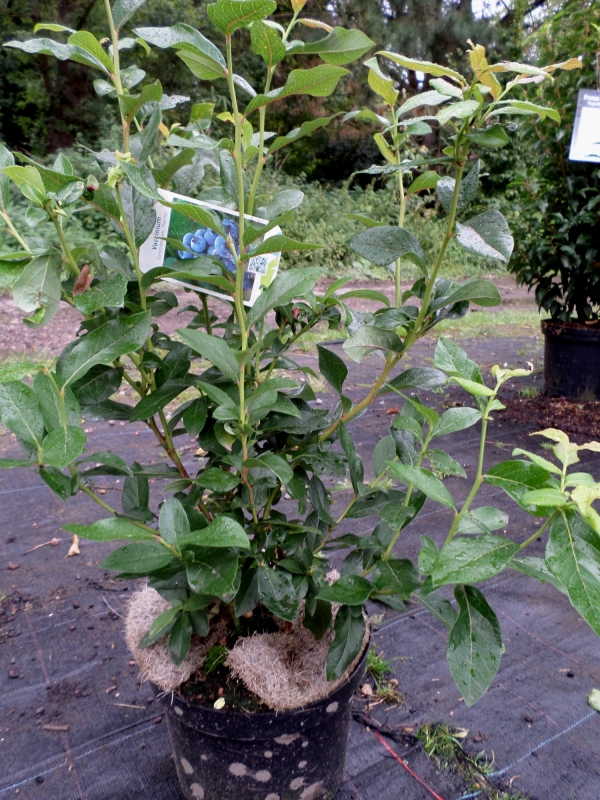 Heidelbeere Blueray, frühe Sorte, 40-50 cm hoch, Co. 3 L