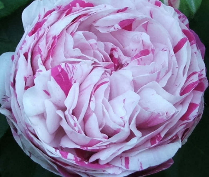 Historische Rose Variegata di Bologna, Bonfiglioli, 1909, Co. 5 L