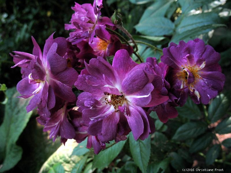 Historische Ramblerrose Veilchenblau ,  Schmidt ,1909, für den Schatten