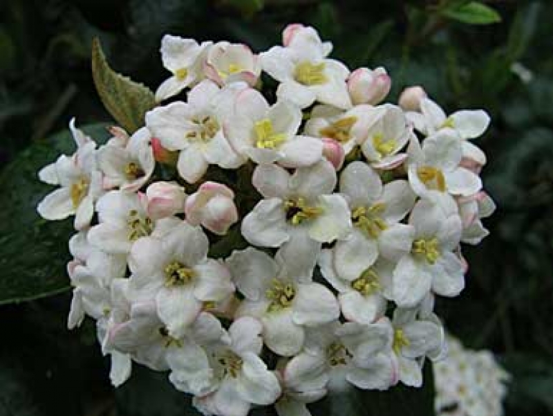 Oster-Schneeball burkwoodii - weiß,duftend - teils wintergrün - 50-60 cm - mB