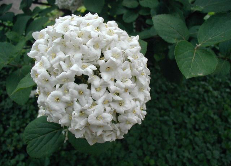 Großblumiger Duft-Schneeball - 50-60 cm hoch - Co. 5 L