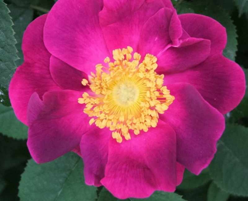 Historische Rose  La Belle Sultane, Syn: Violacea ,  Züchter unbekannt , vor 1795 - Co. 7,5 L