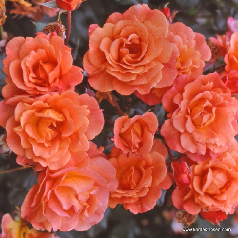 Strauchrose Westerland ®  Korwest ®  Kordes, 1969 - Wurzelware