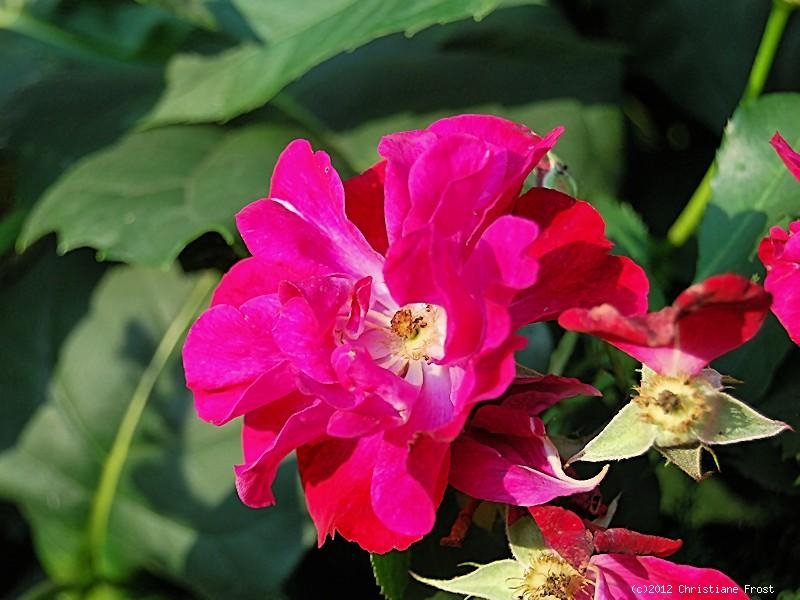 Moschata-Rose Wilhelm, Kordes, 1934 - Co. 7,5 L