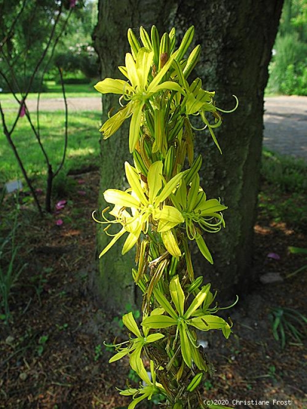 Junkerlilie, für sonnige, trockene Standorte, Bienenweide - Tb 9