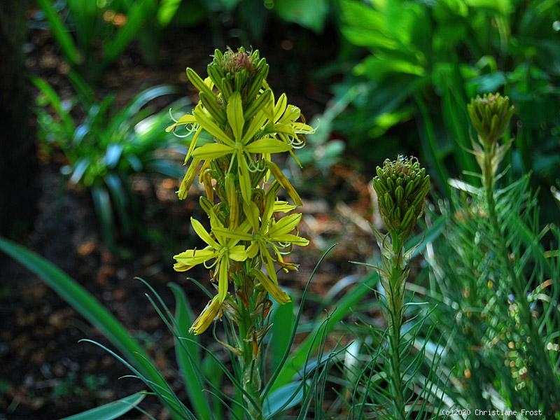 Junkerlilie, für sonnige, trockene Standorte, Bienenweide - Tb 9
