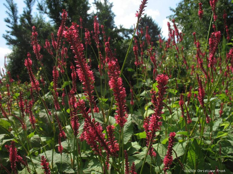 Garten-Kerzen-Knöterich Speciosa, rosarot , Co. 3 L