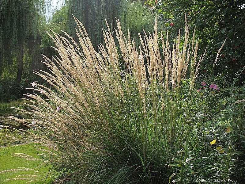 Calamagrostis Karl Förster