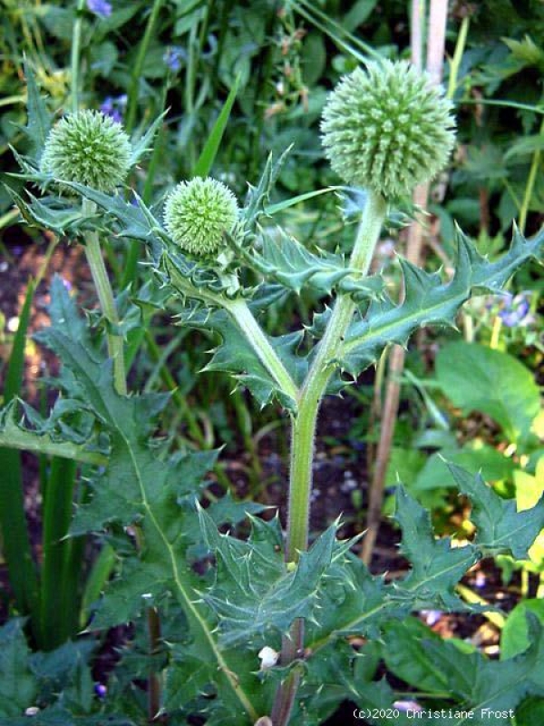 3 x Weiße Kugeldistel Arctic Glowl, für sonnige, trockene Standorte - Tb 9