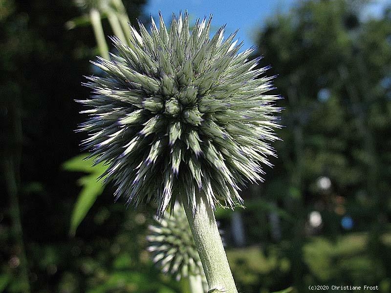 3 x Weiße Kugeldistel Arctic Glowl, für sonnige, trockene Standorte - Tb 9