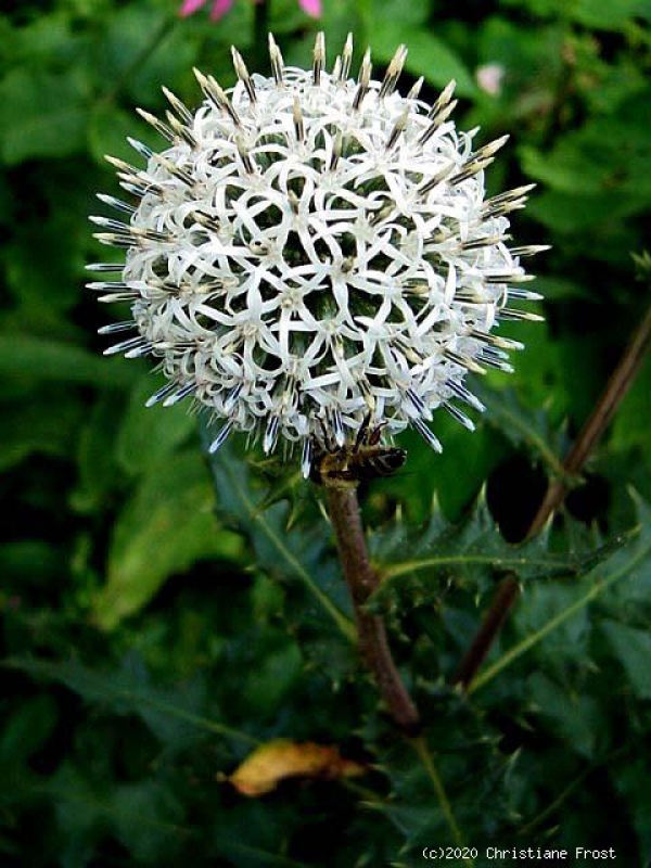Echinops Artic Glow