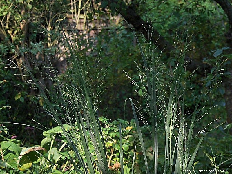 Panicum virgatum Northwind